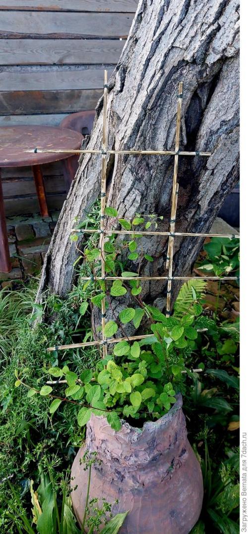 Опора для комнатных растений своими руками. Решётки, опоры, шпалеры... для комнатных растений и не только или Когда надоело уговаривать мужа