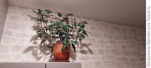 Опора для комнатных растений своими руками. Решётки, опоры, шпалеры... для комнатных растений и не только или Когда надоело уговаривать мужа