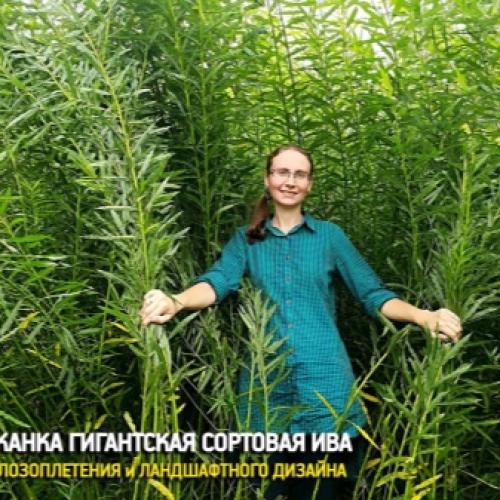 Беседка из веток своими руками. Выбор материала 01