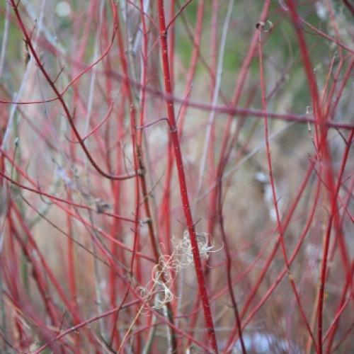 Беседка из веток своими руками. Выбор материала 03