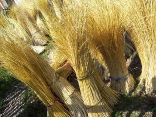 Заготовка лозы для плетения корзин. Как заготовить лозу для плетения корзин начинающим