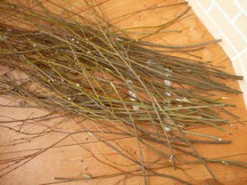 ПОДГОТОВКА лозы для ПЛЕТЕНИЯ.. Подготовка ивовой лозы к плетению