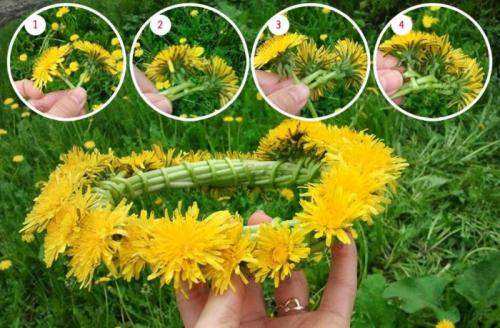 Как плести венок из живых цветов одуванчиков ромашек, сирени, травы, полевых цветов на голову пошагово: схема