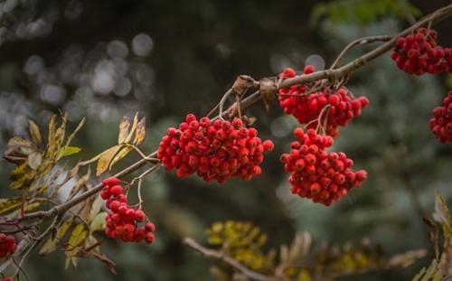 Венок из ивовых прутьев своими руками. Делаем веночек из веток 10