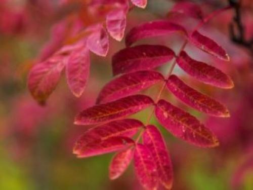 Венок из ивовых прутьев своими руками. Делаем веночек из веток 11