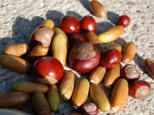 Венок из ивовых прутьев своими руками. Делаем веночек из веток 16