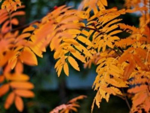 Венок из ивовых прутьев своими руками. Делаем веночек из веток 12