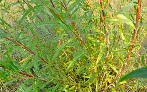 Плетеная мебель из лозы. Особенности и преимущества