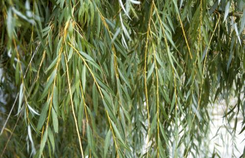 Плетеная мебель из лозы. Особенности и преимущества