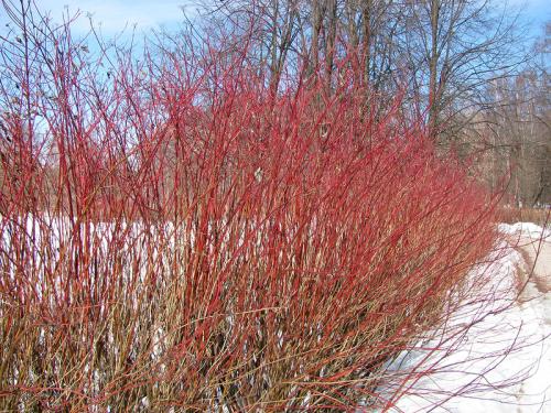 Плетеная мебель из лозы. Особенности и преимущества