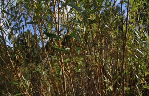 Плетеная мебель из лозы. Особенности и преимущества