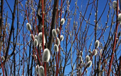 Плетеная мебель из лозы. Особенности и преимущества