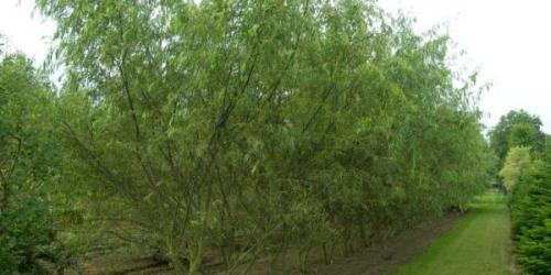 Живая изгородь из ивы через 5 лет. Плюсы и минусы живой изгороди из ивы