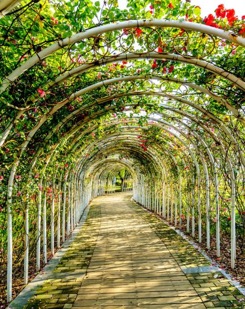 Садовые арки для вьющихся растений. Виды материалов арки для цветов и вьющихся растений