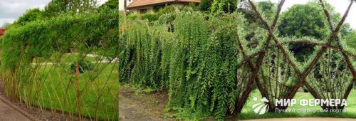 Как вырастить изгородь из ивы. Живая изгородь из ивы своими руками