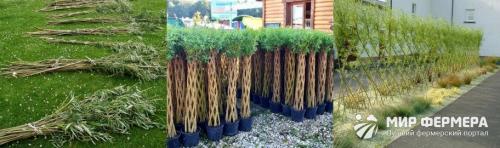 Как вырастить изгородь из ивы. Живая изгородь из ивы своими руками