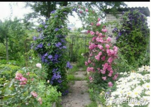 Арки для роз и клематисов своими руками. Садовая арка Клематисы + розы плетистые с нуля.