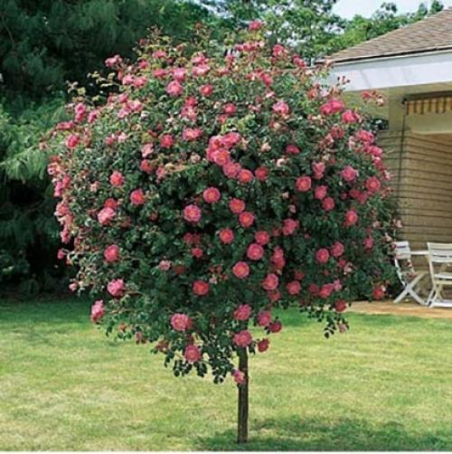 Как сделать оригинальную садовую арку из дерева. Как сделать для сада арку из дерева 06 Как сделать оригинальную садовую арку из дерева. Как сделать для сада арку из дерева 06