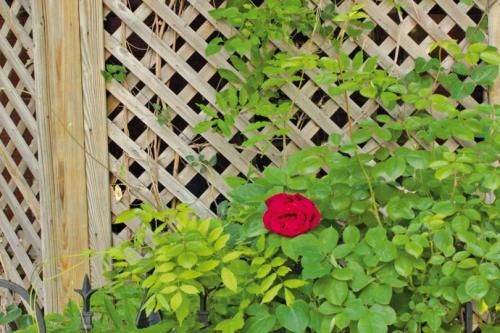 Шпалеры для вьющихся растений своими руками. Самодельная шпалера для растений – это просто