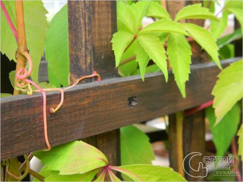 Опора для вьющихся растений своими руками. Из дерева 12 Опора для вьющихся растений своими руками. Из дерева 12