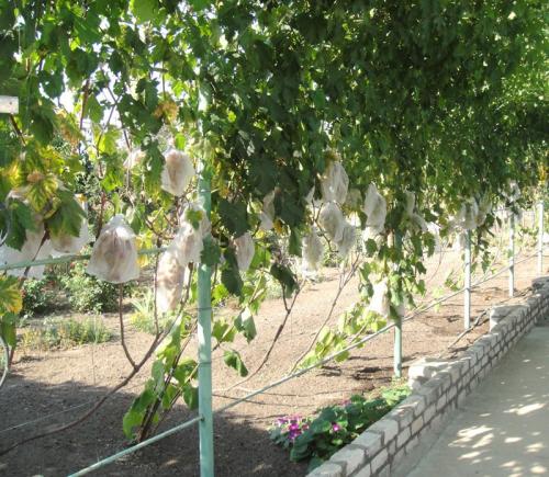 Арка для вьющихся растений своими руками. Что такое шпалера и как они вошли в нашу жизнь?