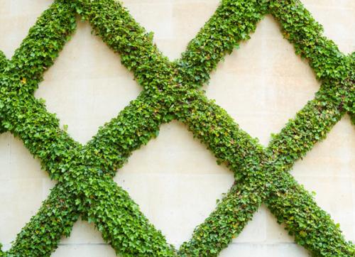 Садовые шпалеры для вьющихся растений своими руками. Из дерева 18 Садовые шпалеры для вьющихся растений своими руками. Из дерева 18