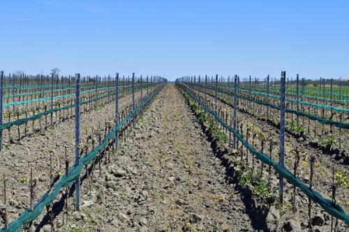 Садовые шпалеры для вьющихся растений своими руками. Из дерева 15 Садовые шпалеры для вьющихся растений своими руками. Из дерева 15