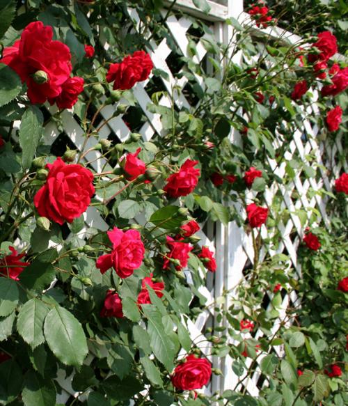 Садовые шпалеры для вьющихся растений своими руками. Из дерева 24 Садовые шпалеры для вьющихся растений своими руками. Из дерева 24