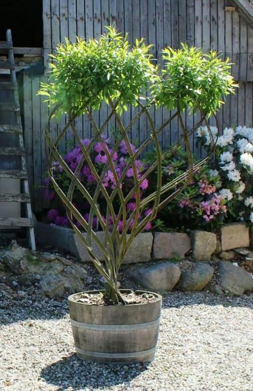 Плетение из лозы для сада. Живая изгородь и другие креативные идеи плетения из лозы!