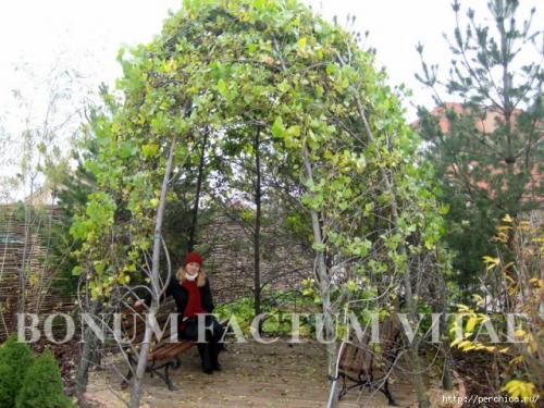 Беседка своими руками из ивы. Как подготовить материалы и инструменты для строительства 03 Беседка своими руками из ивы. Как подготовить материалы и инструменты для строительства 03