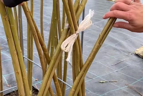 Беседка из лозы своими руками. Живая беседка из ивы своими руками