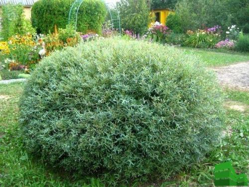 Живая изгородь из ивы: пошаговая инструкция. Сорта ивы для живой изгороди 