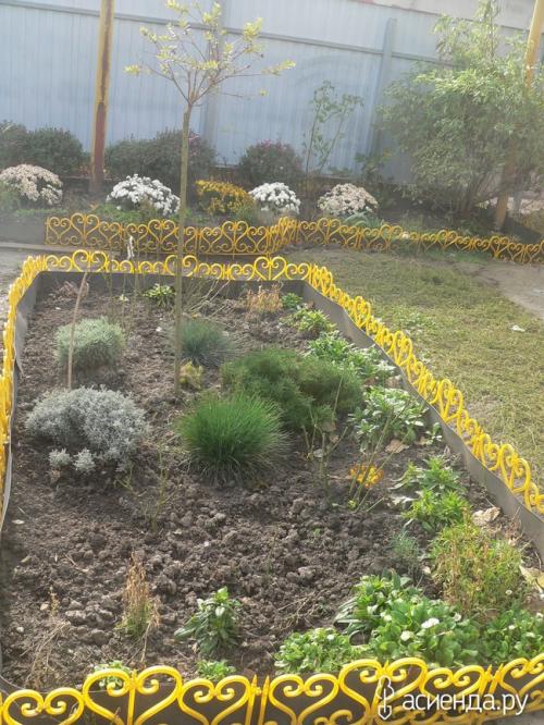 Что посадить рядом с ивой. Компаньоны ивы цельнолистной Хакуро Нишики