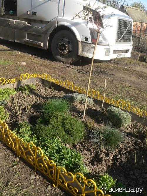 Что посадить рядом с ивой. Компаньоны ивы цельнолистной Хакуро Нишики