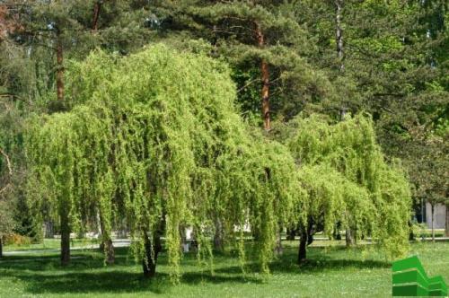 Живая изгородь из ивы: пошаговая инструкция. Сорта ивы для живой изгороди 