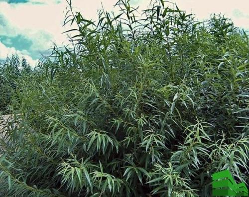 Живая изгородь из ивы: пошаговая инструкция. Сорта ивы для живой изгороди 