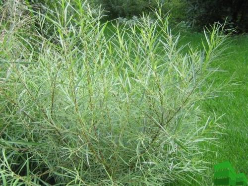 Живая изгородь из ивы: пошаговая инструкция. Сорта ивы для живой изгороди 