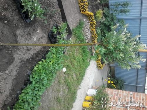 Что посадить рядом с ивой. Компаньоны ивы цельнолистной Хакуро Нишики