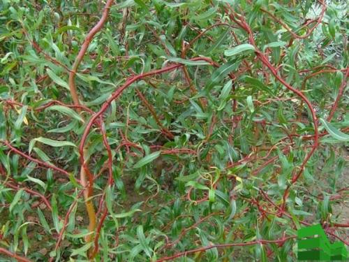 Ива забор. Сорта ивы для живой изгороди