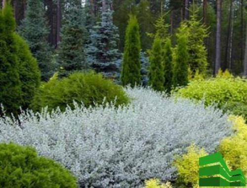 Ива забор. Сорта ивы для живой изгороди