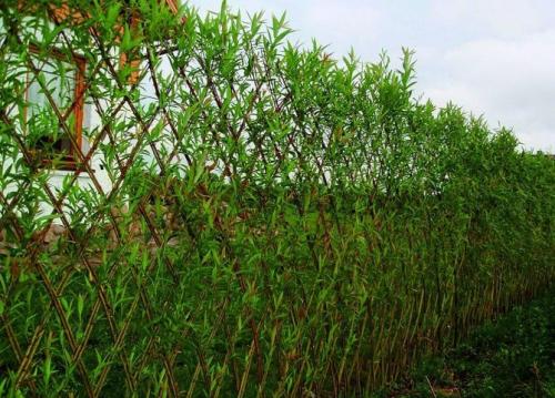 Забор из ивы своими руками. Достоинства изгороди из ивы