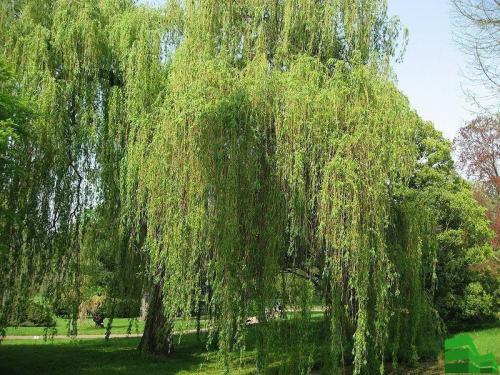 Ива забор. Сорта ивы для живой изгороди